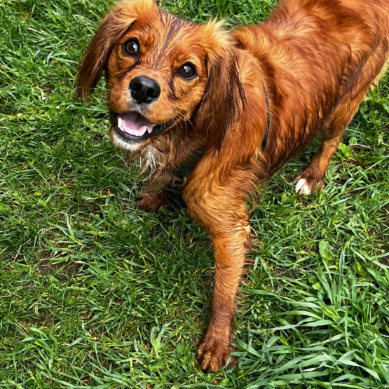 Alfie