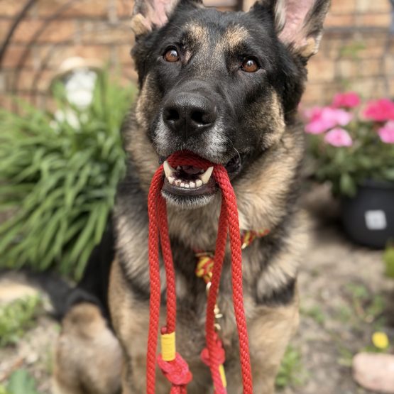 Balto