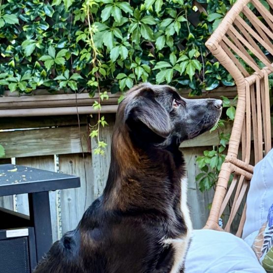 Murphy