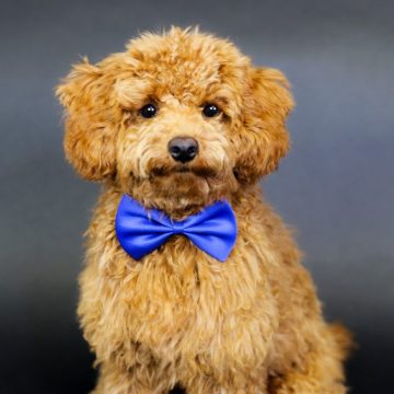 Milo