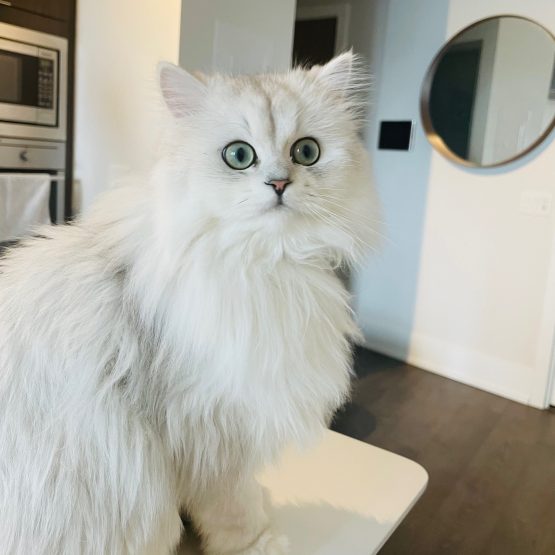 Pixie