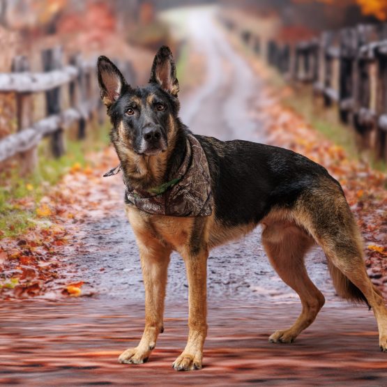 Balto