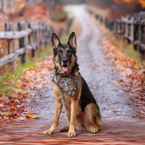 Balto