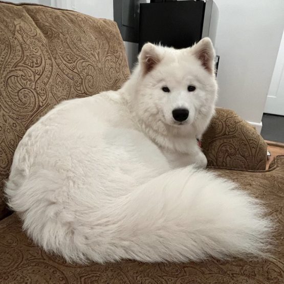Duke