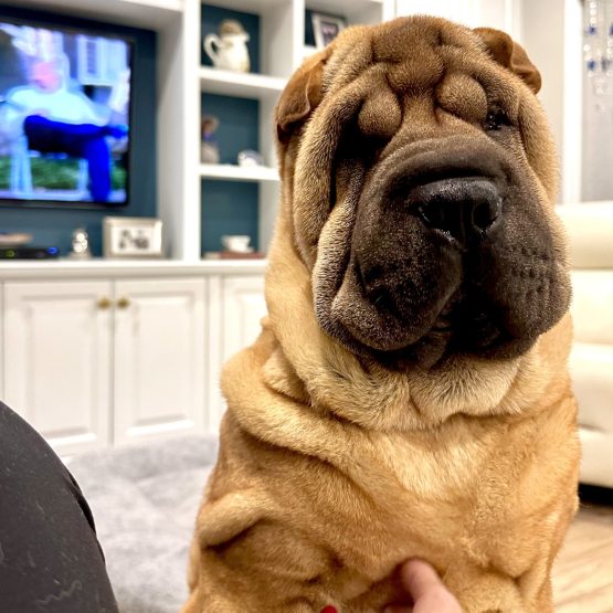 Honey, Sunday, Mick, Cello, Drama