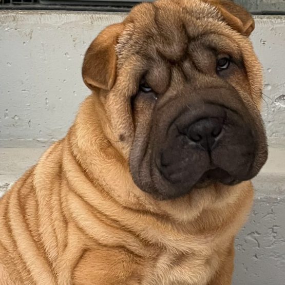 Honey, Sunday, Mick, Cello, Drama