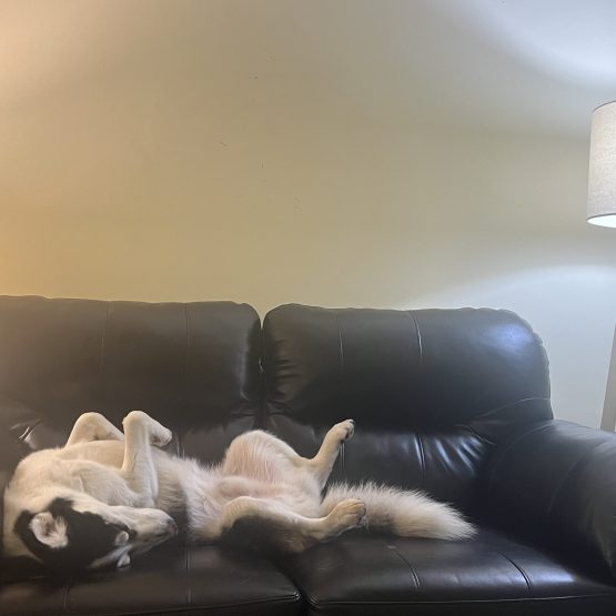 Rex