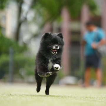 Koby