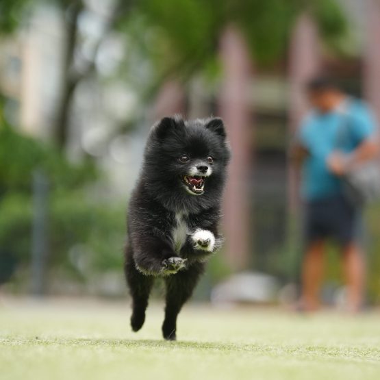 Koby