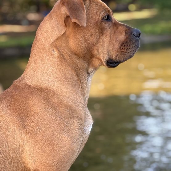 Marlowe