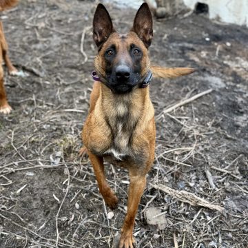 Echo