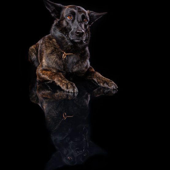 Fury