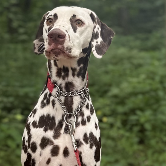 Stella