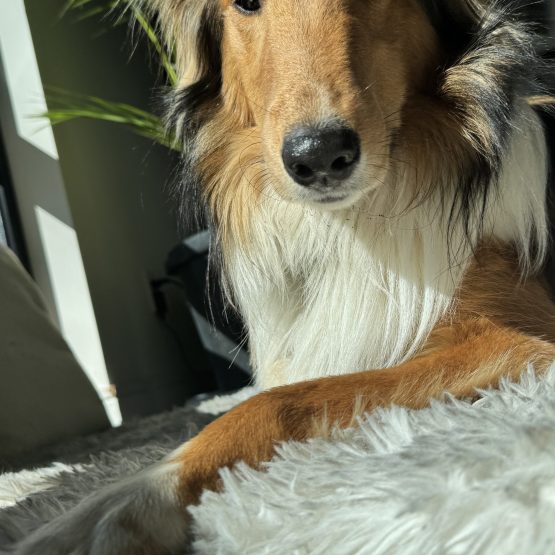 Junior