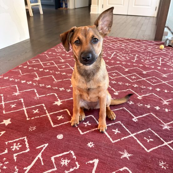 Penny
