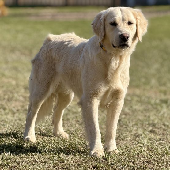 Miska