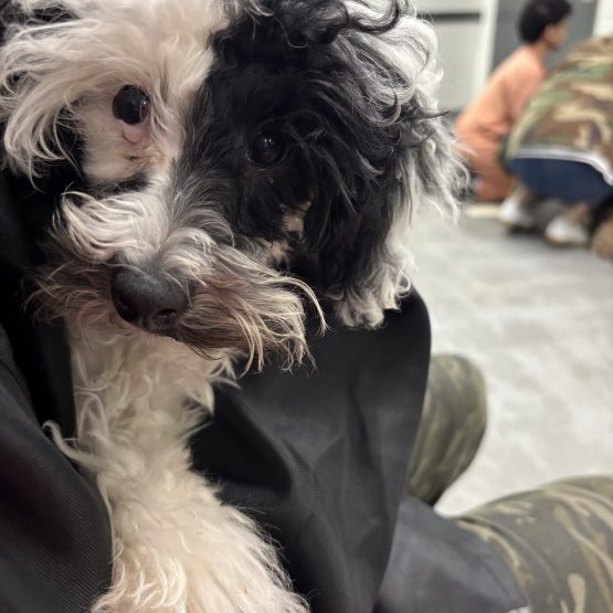 Moobert