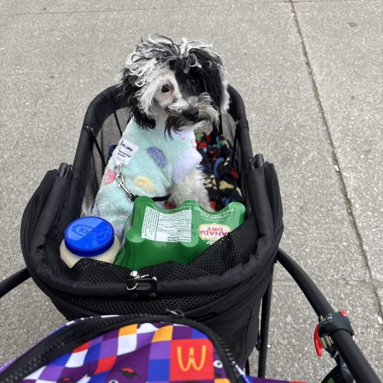 Moobert