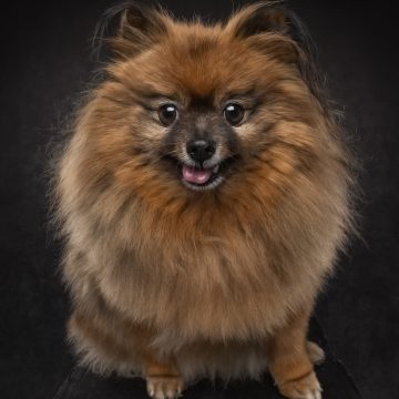 Chewy