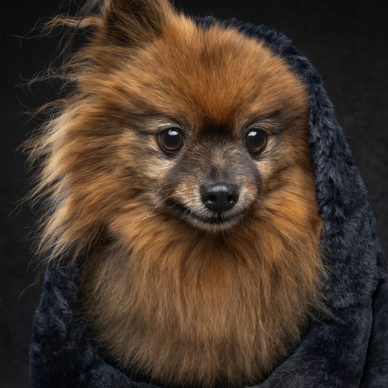 Chewy