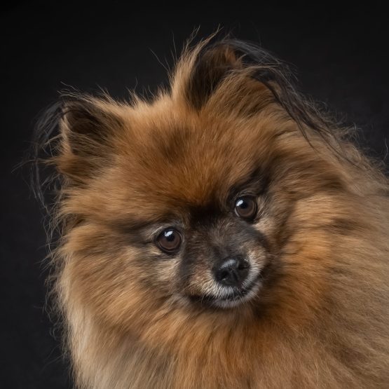 Chewy