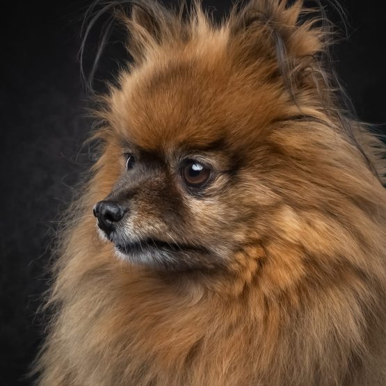 Chewy