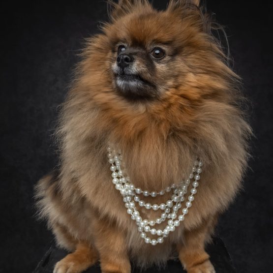 Chewy
