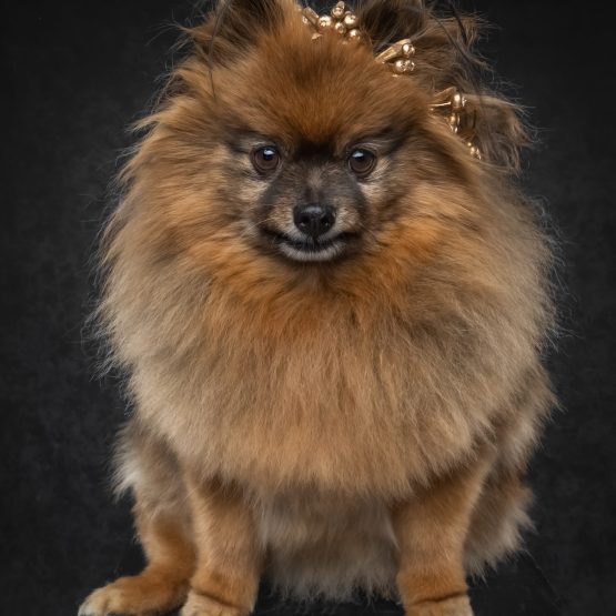 Chewy