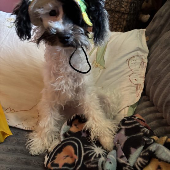 Moobert
