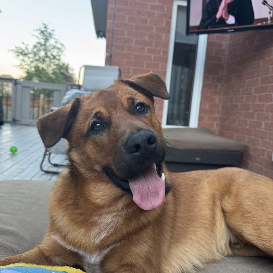 Maverick