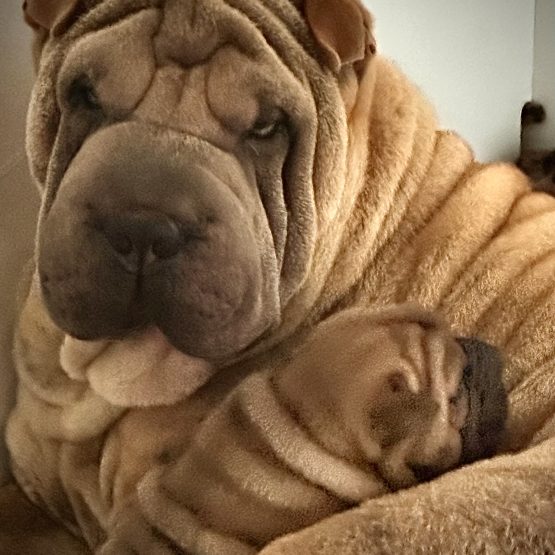 Honey, Sunday, Mick, Cello, Drama