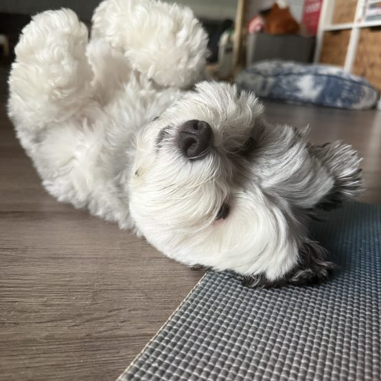 Waffles