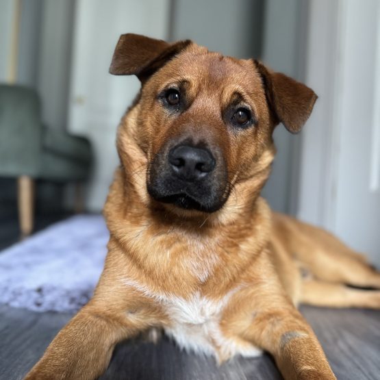 Maverick