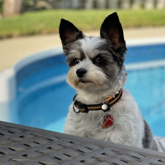 Auggie