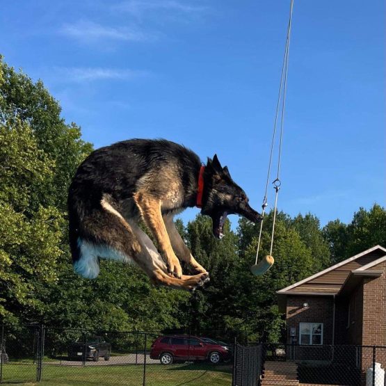Balto