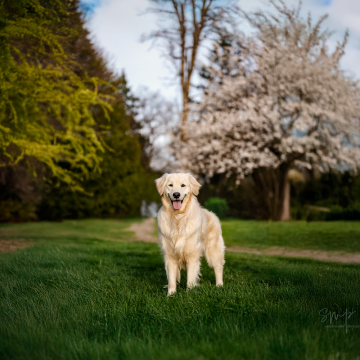 Nala