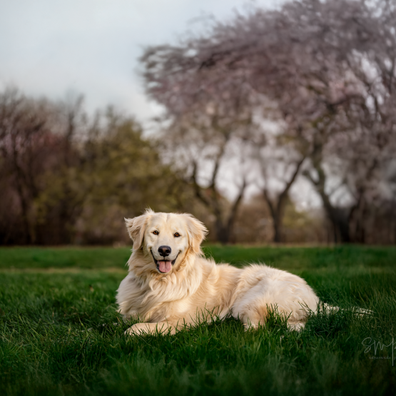 Nala