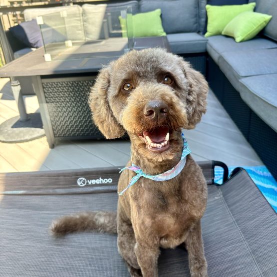 Ollie