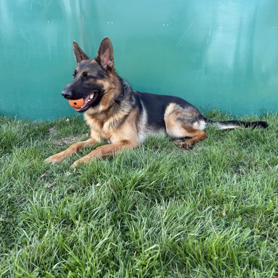 Duke