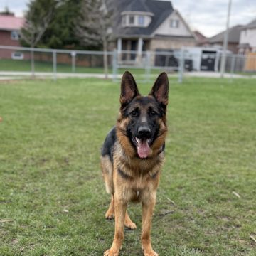 Duke