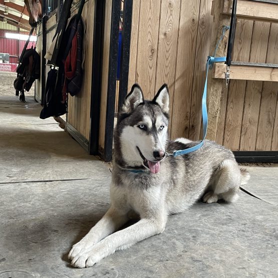 Atka