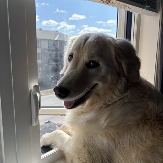 Nala