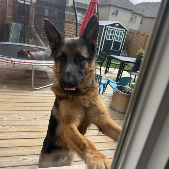 Duke