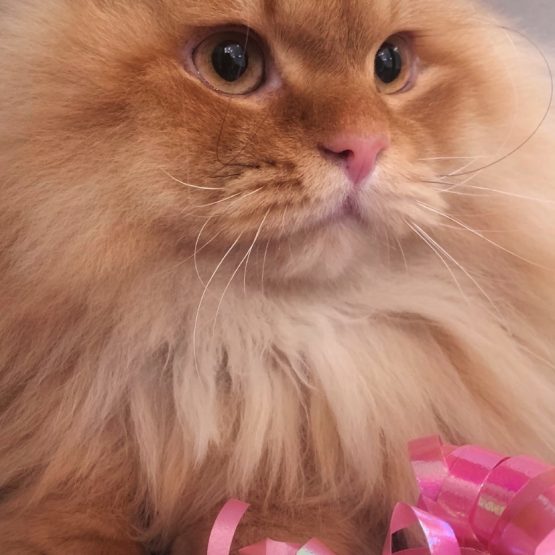 Mischka