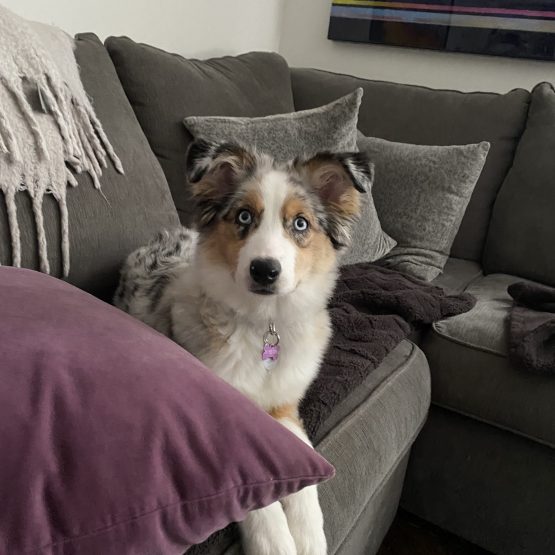 Indigo