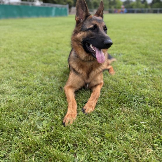 Duke