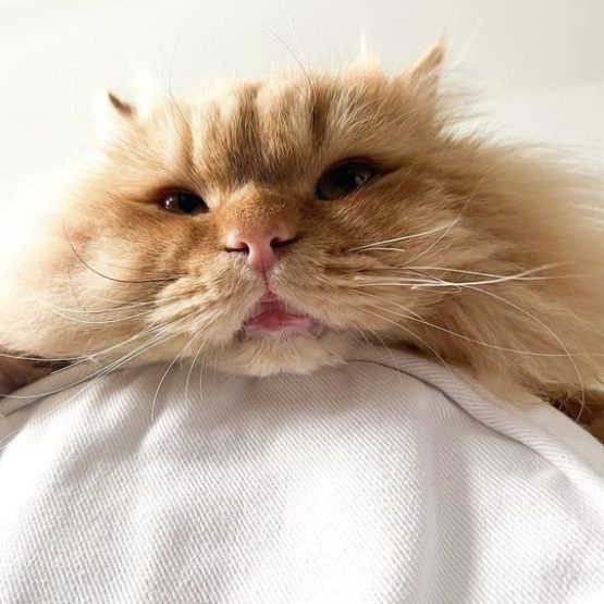 Mischka