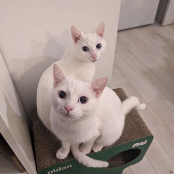 Aurora and Selene
