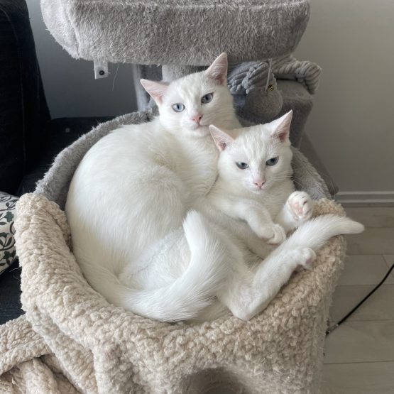 Aurora and Selene