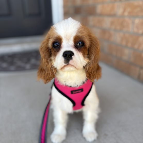 Piper